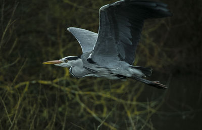 Grey heron in flight