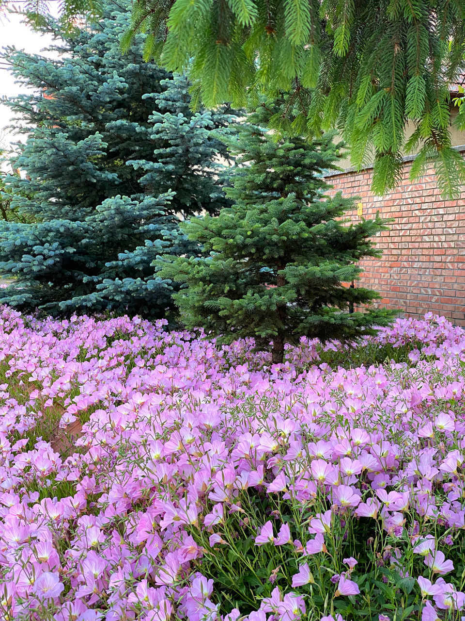 CLOSE-UP OF PINK FLOWERING PLANTS IN SUNLIGHT