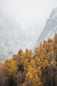 Pine trees in forest during winter