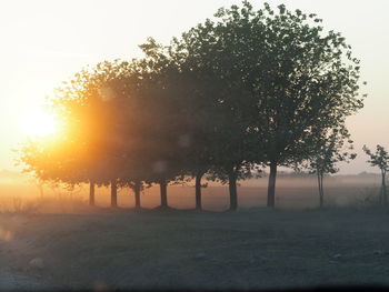 Trees on field against sky during sunset