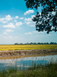 Scenic view of paddy field against sky.