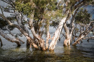 View of a tree in lake