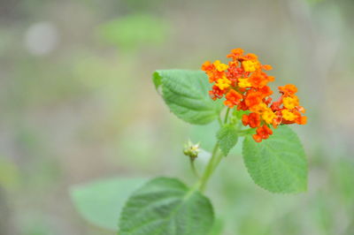 Close-up of flowering plant