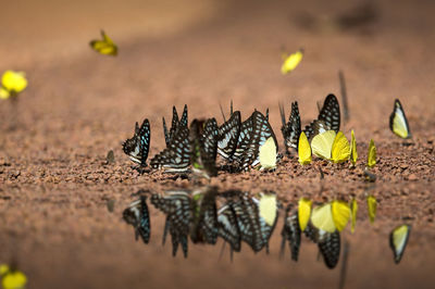 Close-up of birds on a land