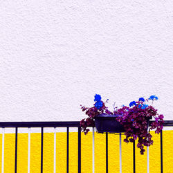 Colorful mood. flower in a pot. minimal art