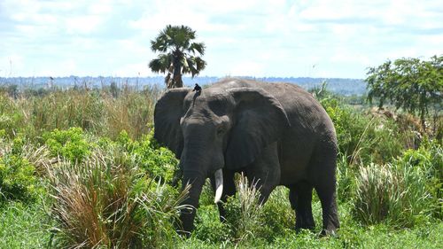 Elephant walking on grassy field at murchison falls national park