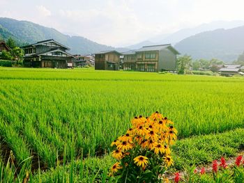 Scenic view of grassy field by houses against sky
