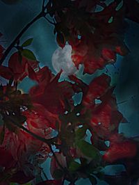 Close-up of maple leaves in water