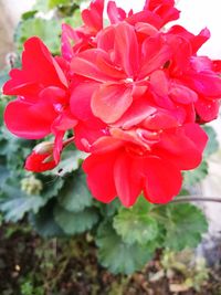 Close-up of red rose blooming outdoors