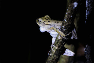 Close-up of lizard on tree