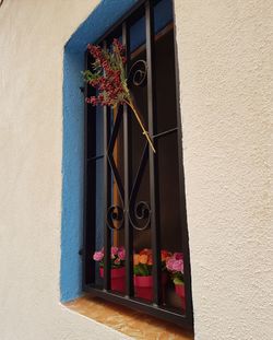Close-up of potted plant on window of house