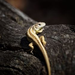 Close-up of lizard on wood