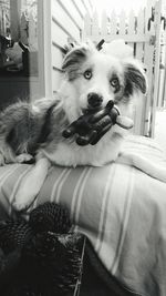 Portrait of dog lying on sofa