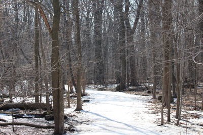 Snow covered trees in forest