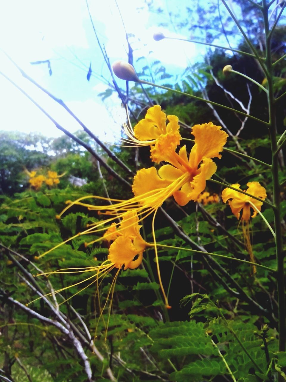 yellow, flower, fragility, growth, freshness, plant, beauty in nature, nature, sky, petal, field, stem, in bloom, blooming, leaf, flower head, day, close-up, outdoors, no people