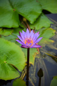 Close-up of lotus water lily in pond