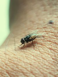 Close-up of insect on hand