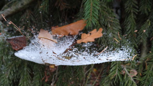 Close-up of wet plant during winter