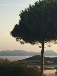Trees by lake against sky