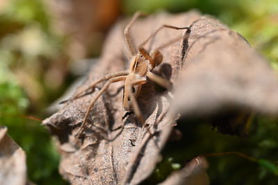 Close-up of spider on web