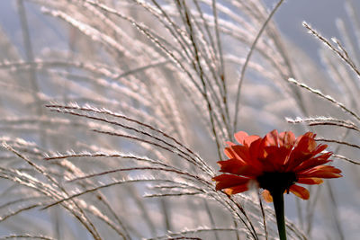 Close-up of red flowering plant