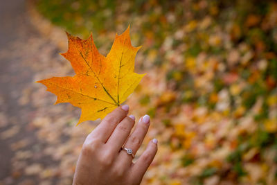 Cropped image of person holding maple leaf
