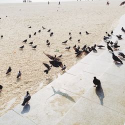 High angle view of birds flying on beach