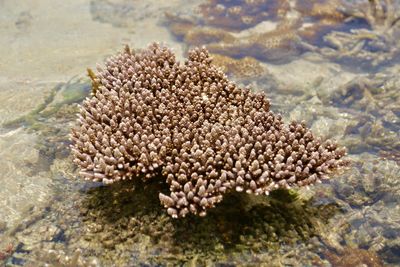 Close-up of coral in sea