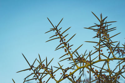 Low angle view of plants against clear blue sky