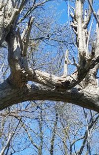 Low angle view of bare trees against sky