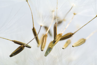 Close-up of dried plant