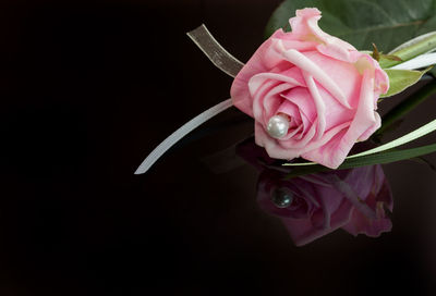 Close-up of flower over black background