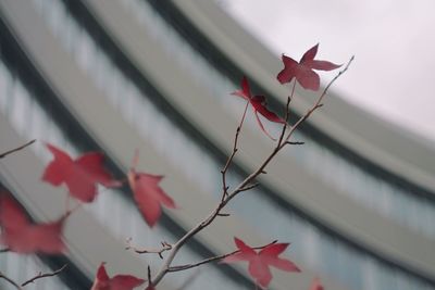 Low angle view of red maple leaves against building during autumn