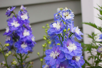 Close-up of purple flowering delphinium plants