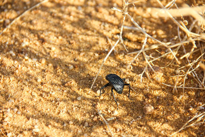 Close-up of lizard