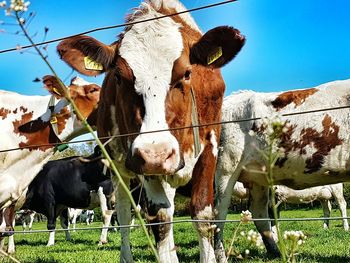 Close-up of cows