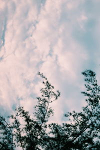 Low angle view of silhouette tree against sky