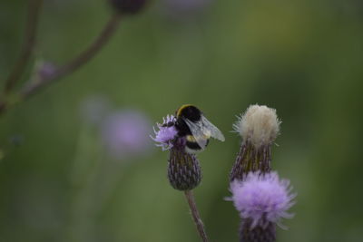 Close-up of insect on purple flower