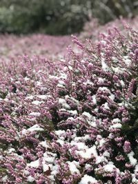 Close-up of pink flowering plants on field