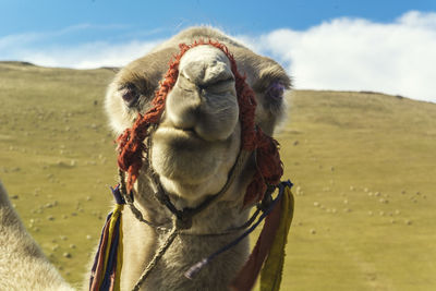 Close-up portrait of camel 