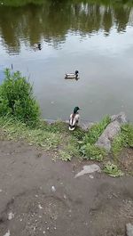 Duck swimming in lake