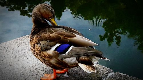 Duck swimming in lake