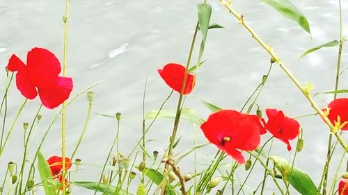 Close-up of red poppy flower