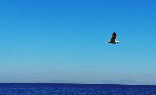 Bird flying over sea against clear blue sky
