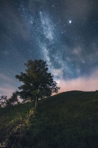 Scenic view of tree against star field at night