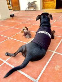 High angle view of dog relaxing on floor