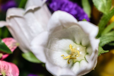 Close-up of white flower