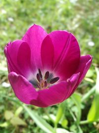 Close-up of pink flower blooming outdoors