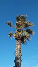 Low angle view of coconut palm tree against blue sky