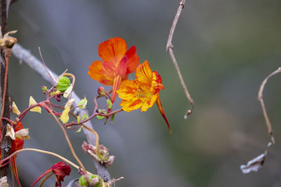 Close-up of red flowering plant